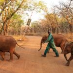 Animal Control Services