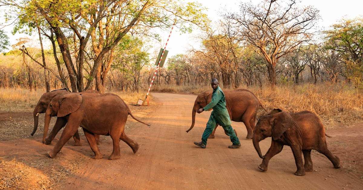 Animal Control Services